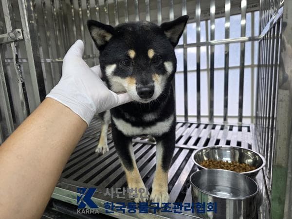 시바