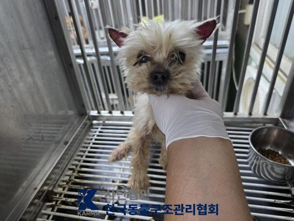 요크셔 테리어