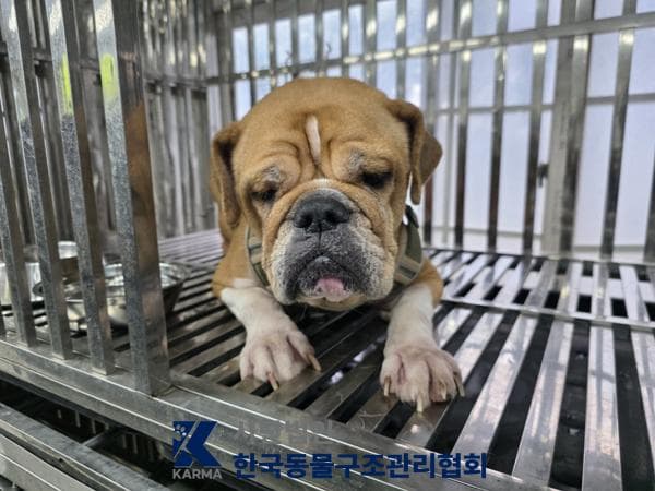 프렌치 불독