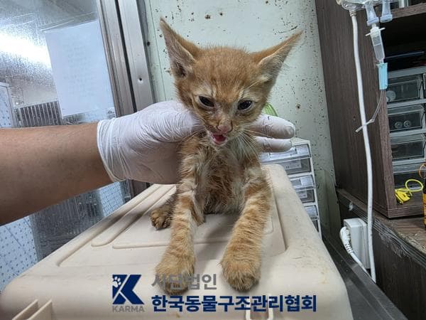 한국 고양이