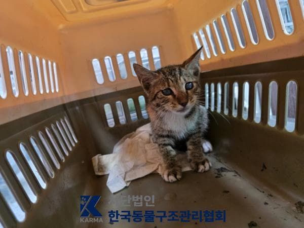 한국 고양이