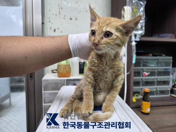 한국 고양이