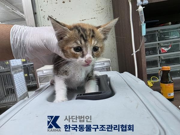 한국 고양이