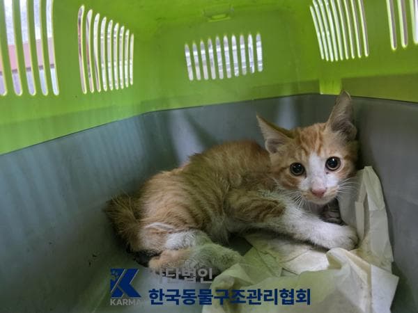 한국 고양이