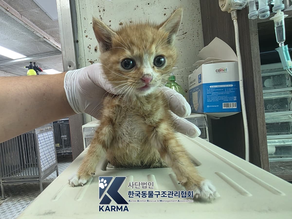 한국 고양이