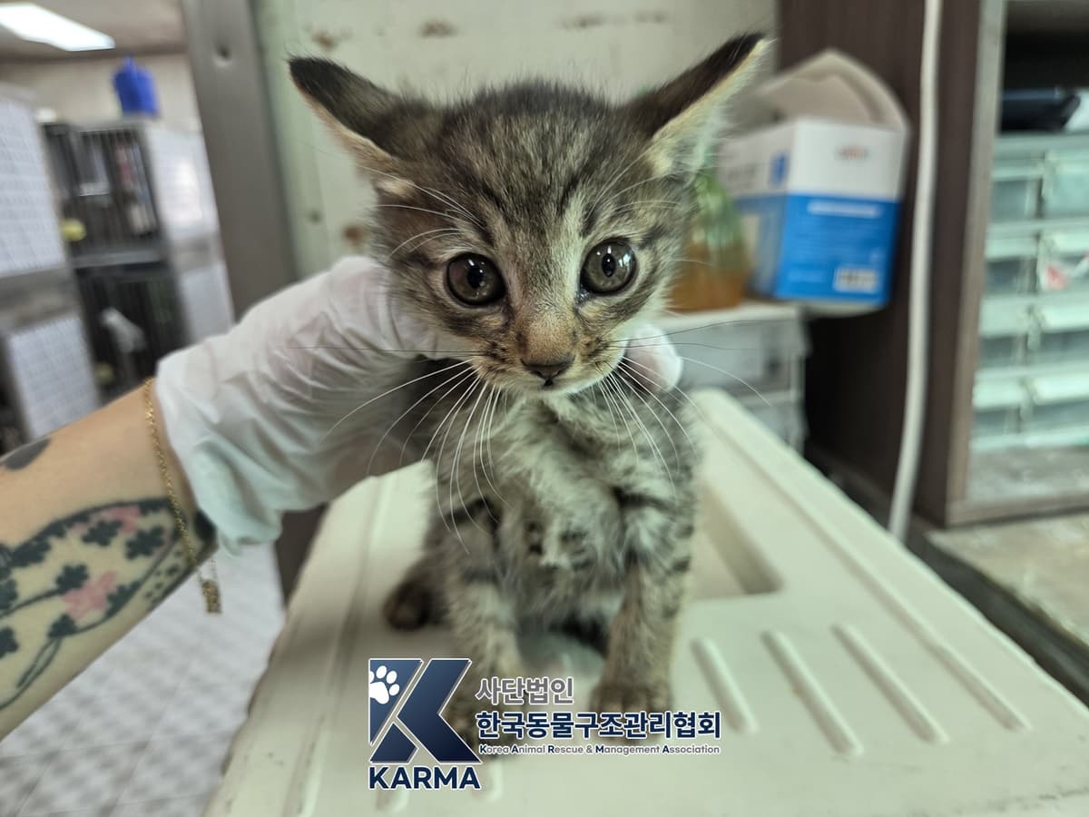 한국 고양이