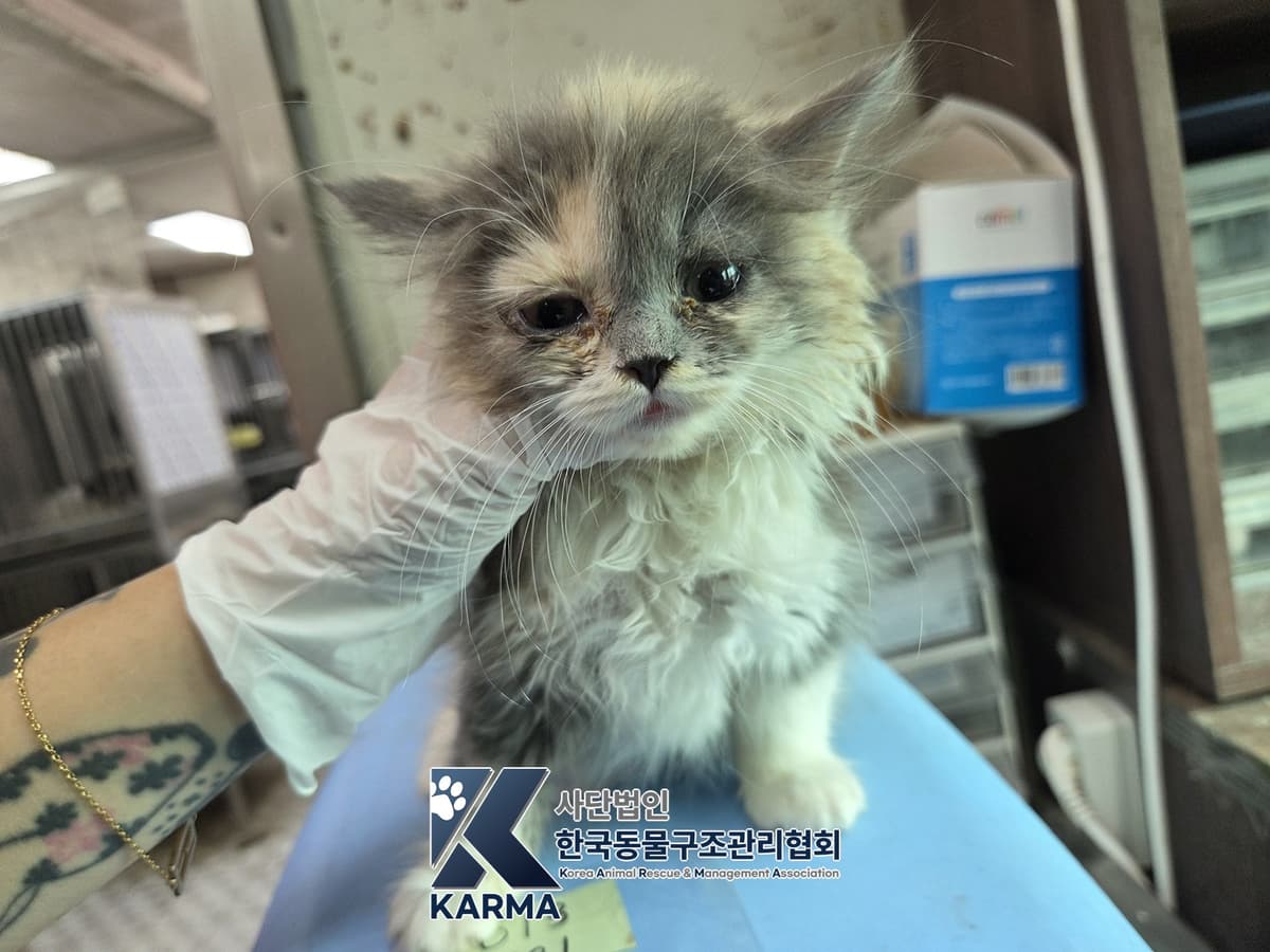 믹스묘