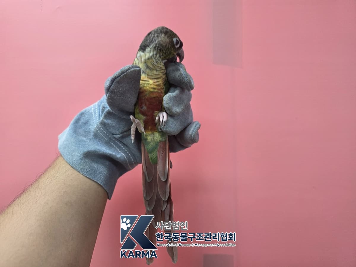 기타축종